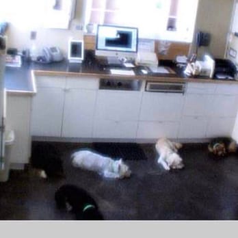 Double Dog Dare Ya - Live doggy cam that I was able to check throughout the day. Lola was really relaxed and maybe even part of the pack! :) - Pet Groomers Near Me - Burbank, California