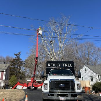 Reilly Tree and Landscape - Tree Pruning - Tree Services Near Me - Plainville, Massachusetts Reilly Tree and Landscape - Tree Pruning - Tree Services Near Me - Plainville, Massachusetts