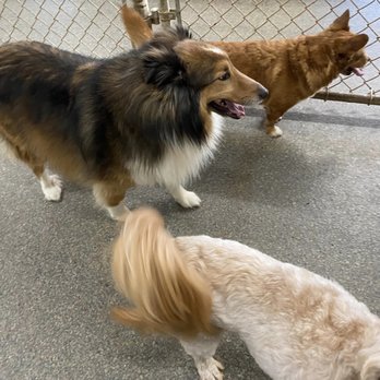 Doggie Den - Pet Boarding Near Me - Benton, Kentucky Doggie Den - Pet Boarding Near Me - Benton, Kentucky