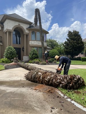 Tree Services - Contact us today for all your tree service needs! Tree Services - Contact us today for all your tree service needs!