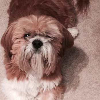 Capitol Pet Services - This is Mike Wazowski our Lhasa Apso. He gets along with both dogs & cats. Dogs who come to our home must not be intact (fixed). - Dog Walkers Near Me - Seattle, Washington