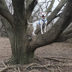 Newport Dog Park - Ancient oak tree
