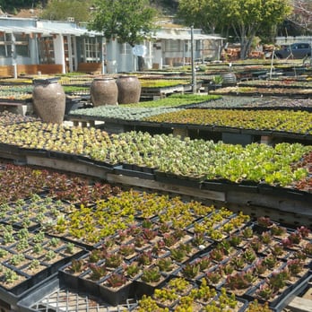 Cosentino's Nursery - Nurseries & Gardening Near Me - Malibu, California Cosentino's Nursery - Nurseries & Gardening Near Me - Malibu, California