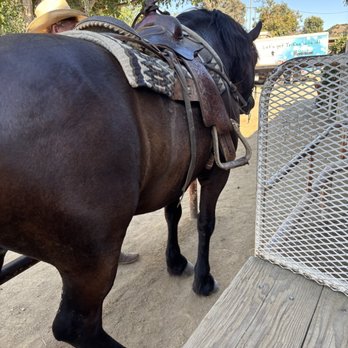 LA Horse Rentals - Horseback Riding Near Me - Glendale, California