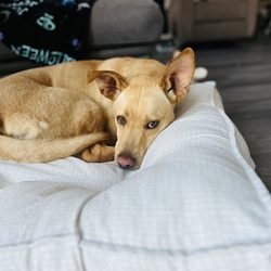 Humane Society of Tuolumne County - Ozzy Pawsbourne