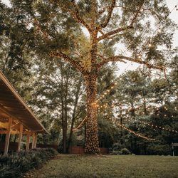 Country Villa Weddings - Golden hour trees
