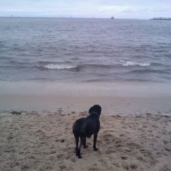 Rosie's Dog Beach - Midnight @ Rosie's Dog Beach - Dog Parks Near Me - Long Beach, California Rosie's Dog Beach - Midnight @ Rosie's Dog Beach - Dog Parks Near Me - Long Beach, California