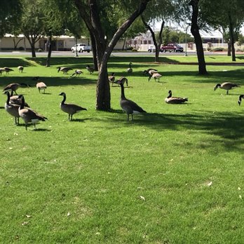 Surprise Community Park - Tons of geese - Parks Near Me - Surprise, Arizona Surprise Community Park - Tons of geese - Parks Near Me - Surprise, Arizona