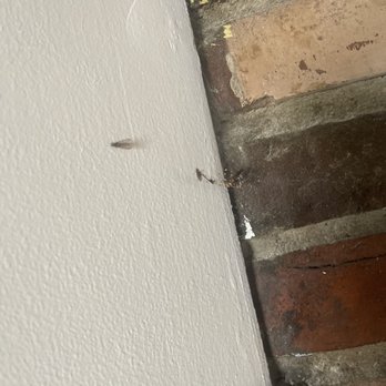 Admiral Pest Control - Pest Control Near Me - Bellflower, California Admiral Pest Control - Pest Control Near Me - Bellflower, California