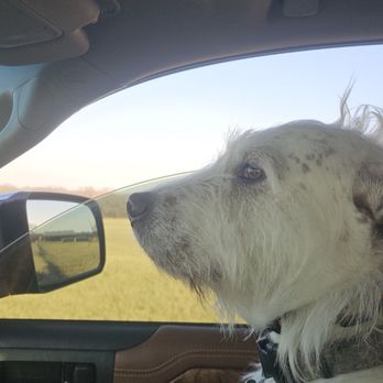 Dutch Bros Coffee - Uhtred pup cup fan! - Juice Bars & Smoothies Near Me - Azle, Texas