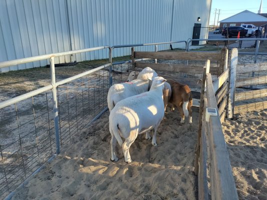 Liberty Christian Academy