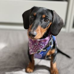Korean K9 Rescue - Rara!