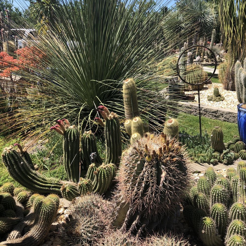 Poot's Cactus Nursery - Nurseries & Gardening Near Me - Ripon, California Poot's Cactus Nursery - Nurseries & Gardening Near Me - Ripon, California