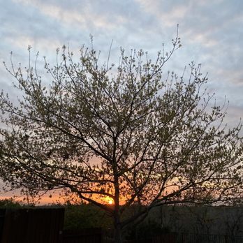 Lone Oak Tree Service - Trimming the tree so it will grow up. - Tree Services Near Me - Oakdale, California