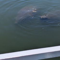 Space Coast River Tours
