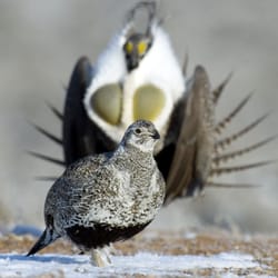 Malheur Field Station - Mating time for Sage Grouse. (Photo from Gail Patricelli's website.)