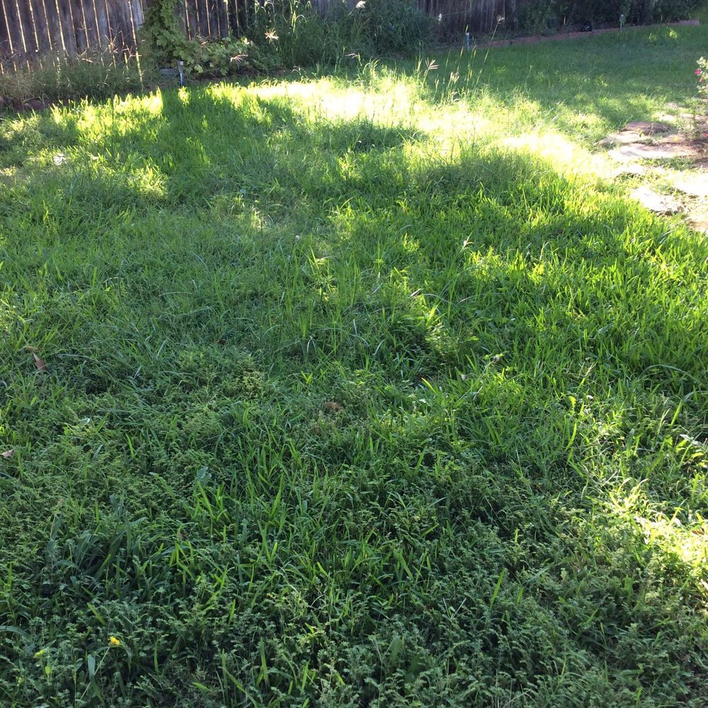 Liberty Lawn Care - All the weeds left undone from their crew - Landscaping Near Me