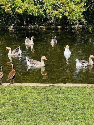 Lafreniere Park by null
