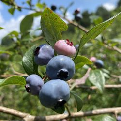 butternut valley blueberry farm - Blueberries with a view!