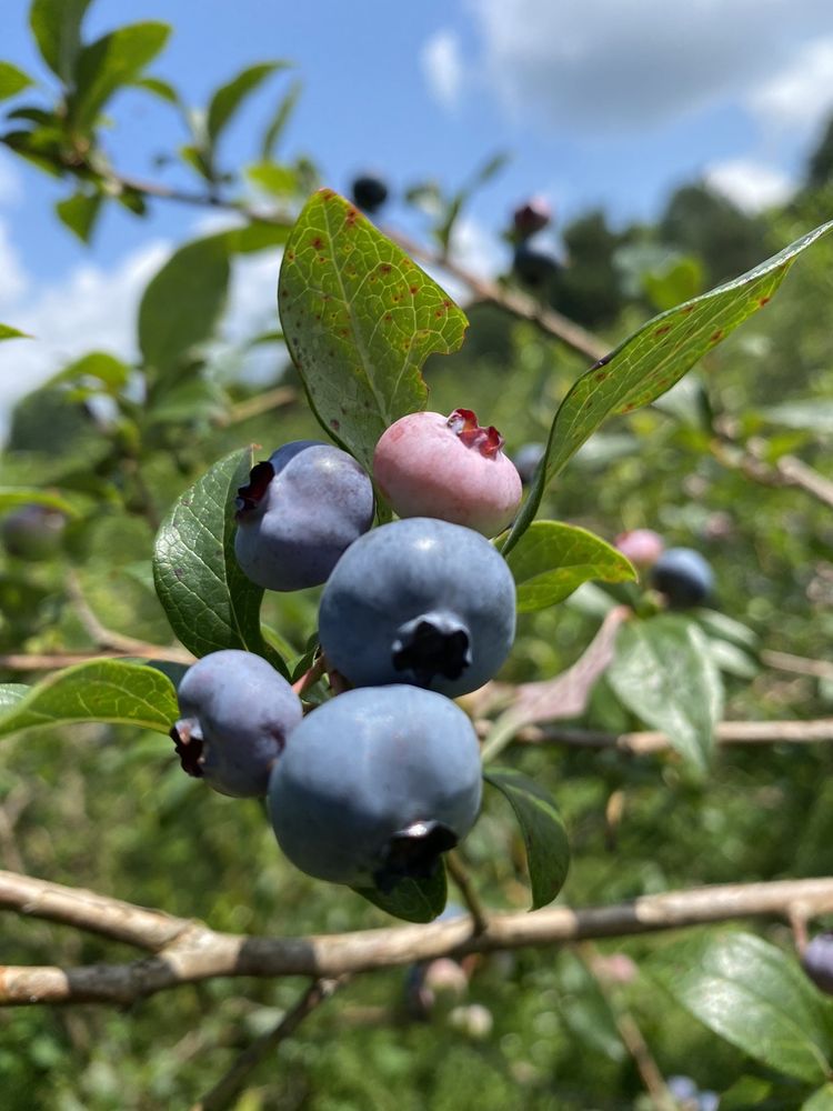 BUTTERNUT VALLEY BLUEBERRY FARM Updated September 2024 497 Backus