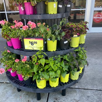 Fred Meyer - a display of potted plants - Grocery Near Me - Kent, Washington Fred Meyer - a display of potted plants - Grocery Near Me - Kent, Washington