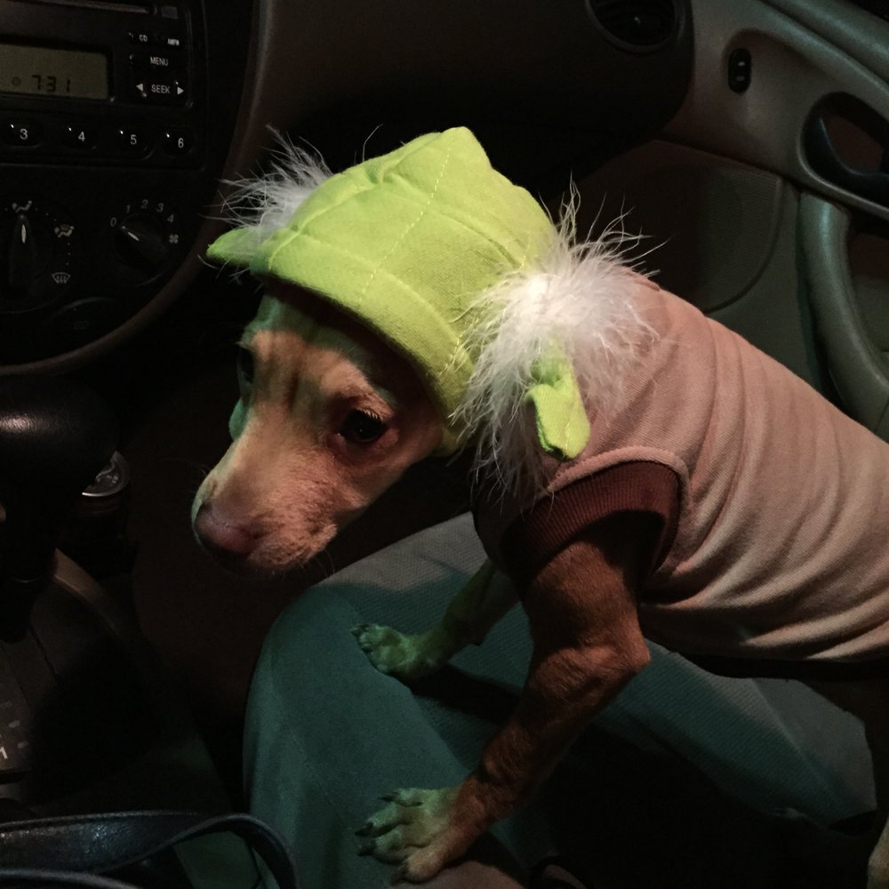 Petco - Flint's Halloween Costume - Pet Stores Near Me - Burbank, California Petco - Flint's Halloween Costume - Pet Stores Near Me - Burbank, California