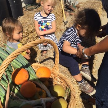 Aleph Preschool - Picking veges from the garden - Preschools Near Me - Yorba Linda, California Aleph Preschool - Picking veges from the garden - Preschools Near Me - Yorba Linda, California