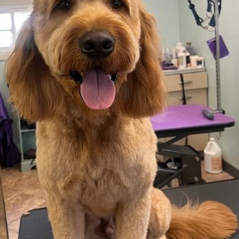 Kenzie's K9 Design - Pet Groomers Near Me - Dayton, Ohio Kenzie's K9 Design - Pet Groomers Near Me - Dayton, Ohio