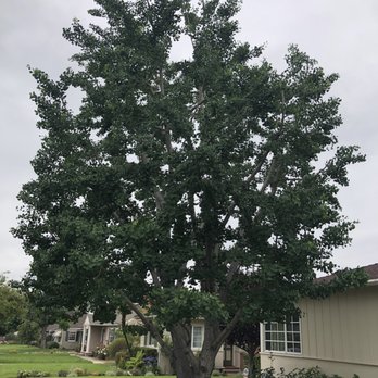McMartin Tree Experts - After trimming in mid June 2019 - Tree Services Near Me McMartin Tree Experts - After trimming in mid June 2019 - Tree Services Near Me