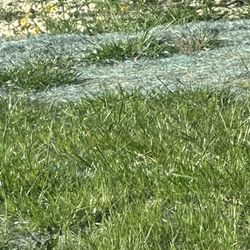 Family First Healthcare - Grass