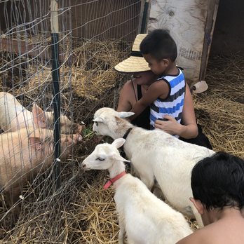 LAWRENCE Lovestock - Feeding and petting the pets - Petting Zoos Near Me - Kahaluu, Hawaii