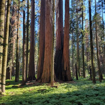 Tharp's Log by null