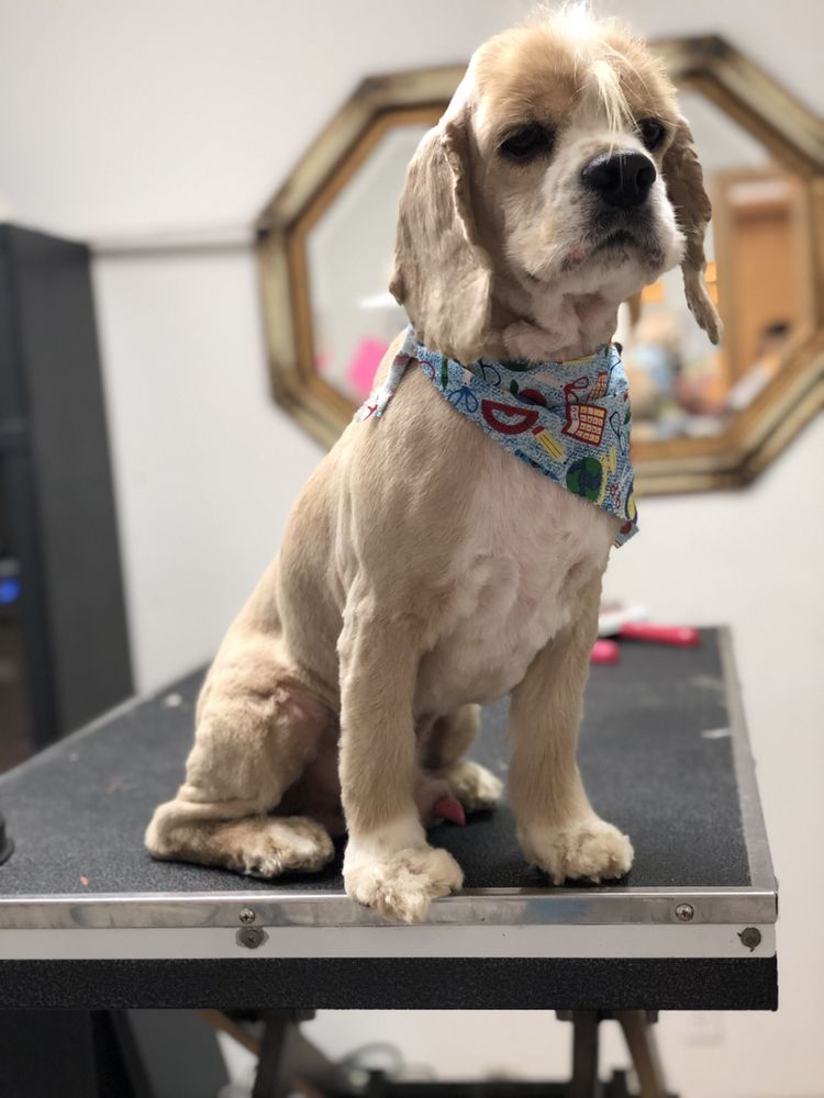 SUDS N SCISSORS II PET SPA & HOTEL 21 Photos Pet Groomers