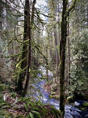 Whatcom Falls by null