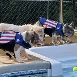 The k9BOSS Training - Happy 4th of July!