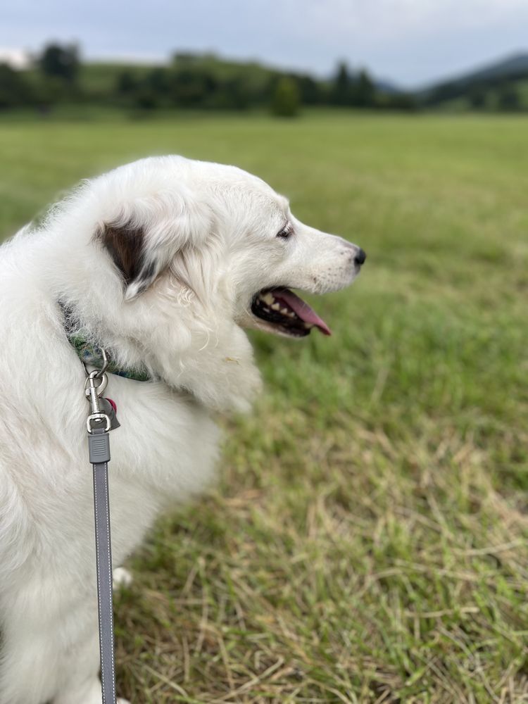 Kim's Pet And House Sitting Services - pet boarding facility in Leicester, NC