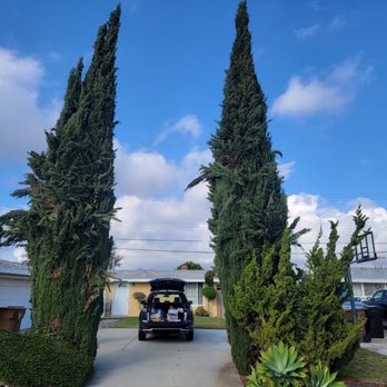 Al’s Tree Care - Before - Tree Services Near Me Al’s Tree Care - Before - Tree Services Near Me