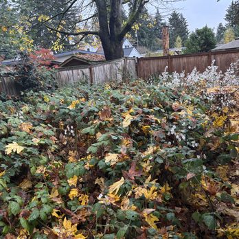 DH Hauling and Demo - BEFORE (yard cleanup) - Demolition Services Near Me DH Hauling and Demo - BEFORE (yard cleanup) - Demolition Services Near Me