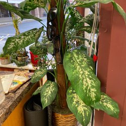 El Patrón Restaurant - Lost glasses & sunglasses tree.