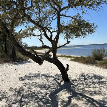 Carolina Beach State Park - View on trail - Parks Near Me - Carolina Beach, North Carolina Carolina Beach State Park - View on trail - Parks Near Me - Carolina Beach, North Carolina