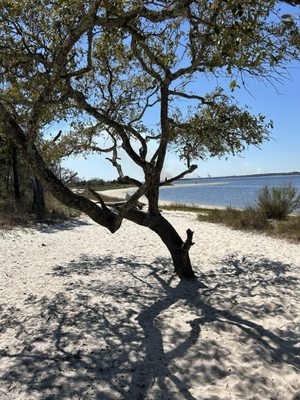Carolina Beach State Park by null