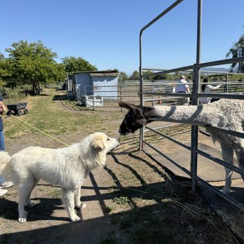 American Made Farm Sanctuary - Llama and dog - Petting Zoos Near Me - Petaluma, California
