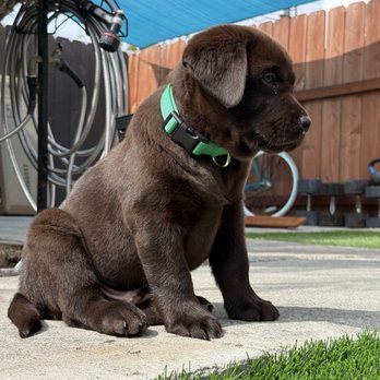 Heatherdowns Labradors - Pet Breeders Near Me - Franktown, Colorado