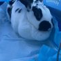 Red Hills Animal Hospital