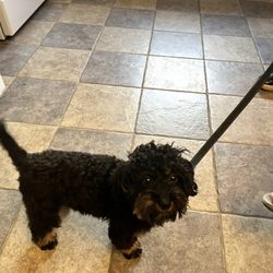 No Dogs Left Behind - Monty  adopted from NDLB