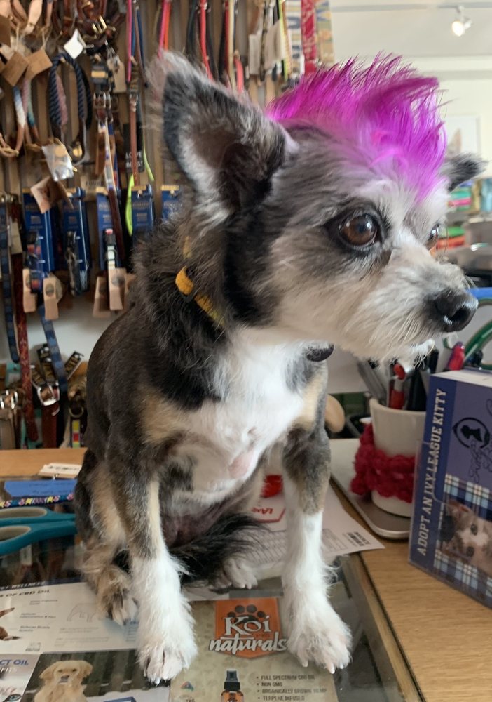 bruno's dog and cat boutique