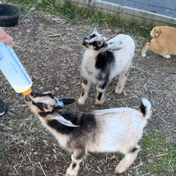 Cook’s Country Connection - Attraction Farms Near Me - Cook, Minnesota