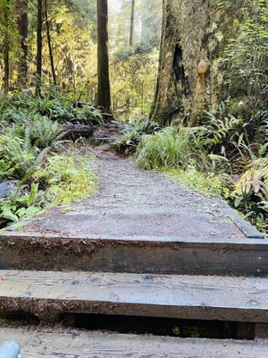 Jedediah Smith Redwoods State Park by null