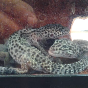 Papa Jim's Tropical Fish - So cool to get this up close - Local Fish Stores Near Me - San Antonio, Texas