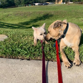 Elite Professional Dog Training - Pet Training Near Me - Sanford, Florida Elite Professional Dog Training - Pet Training Near Me - Sanford, Florida